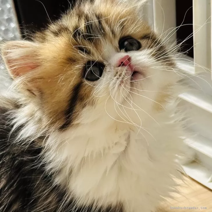 ID:2411-01814の子猫
