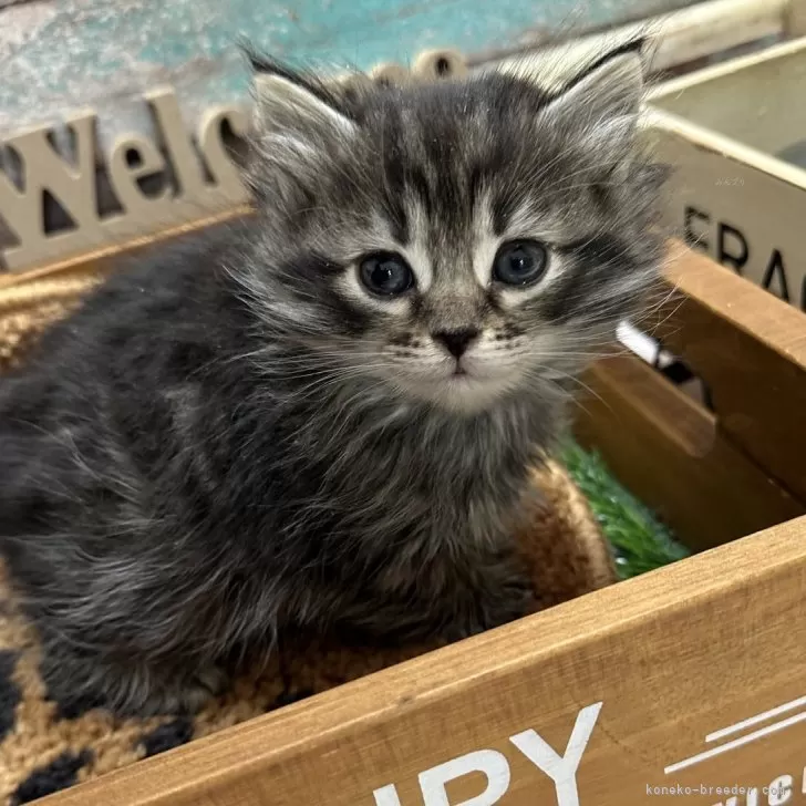 ID:2401-00548の子猫