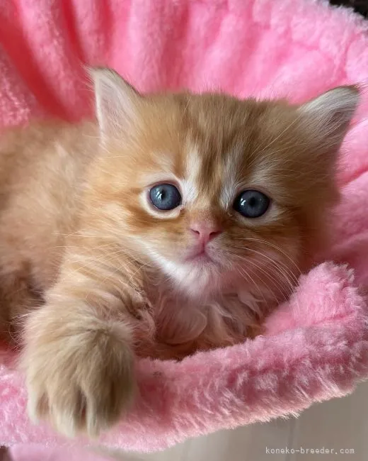 ID：2208-00414の子猫