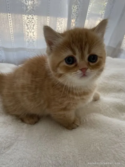 ID:2204-00726の子猫