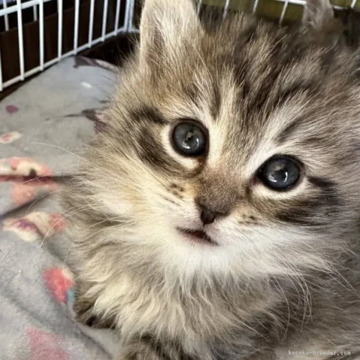 ID:2303-00120の子猫
