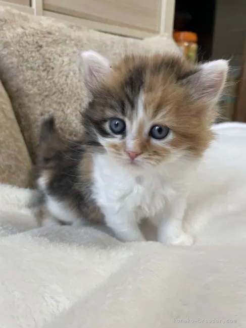 ID：2112-00372の子猫