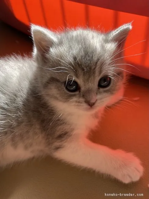 ID：2201-00983の子猫