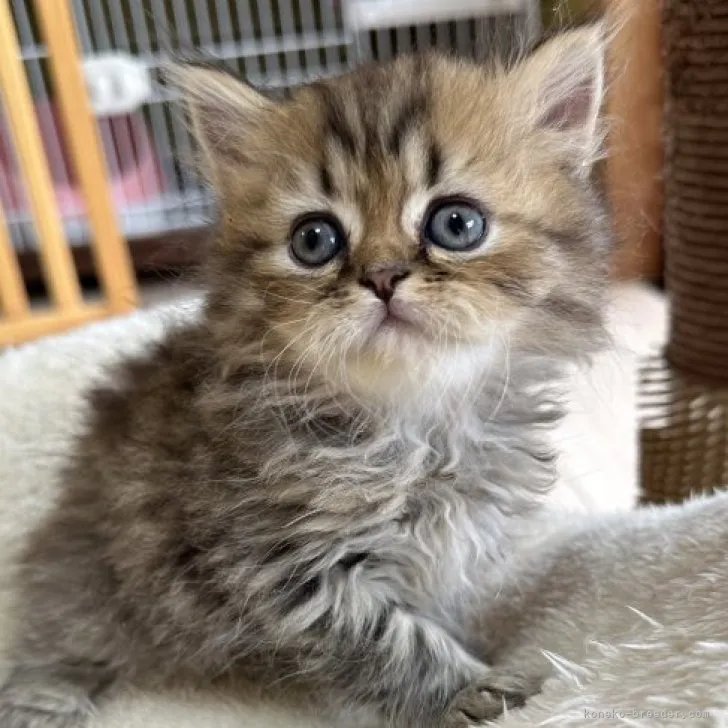 ID:2307-00051の子猫