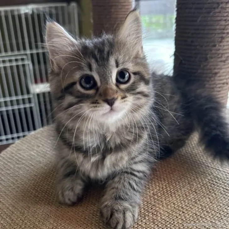 ID:2308-00045の子猫