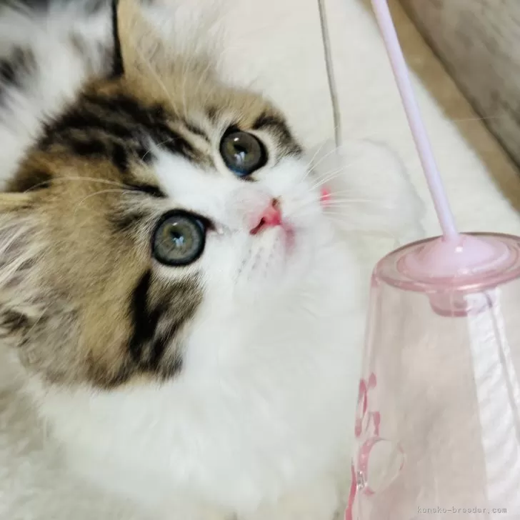 ID:2410-01519の子猫