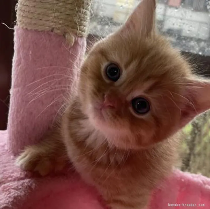 ID：2207-01828の子猫