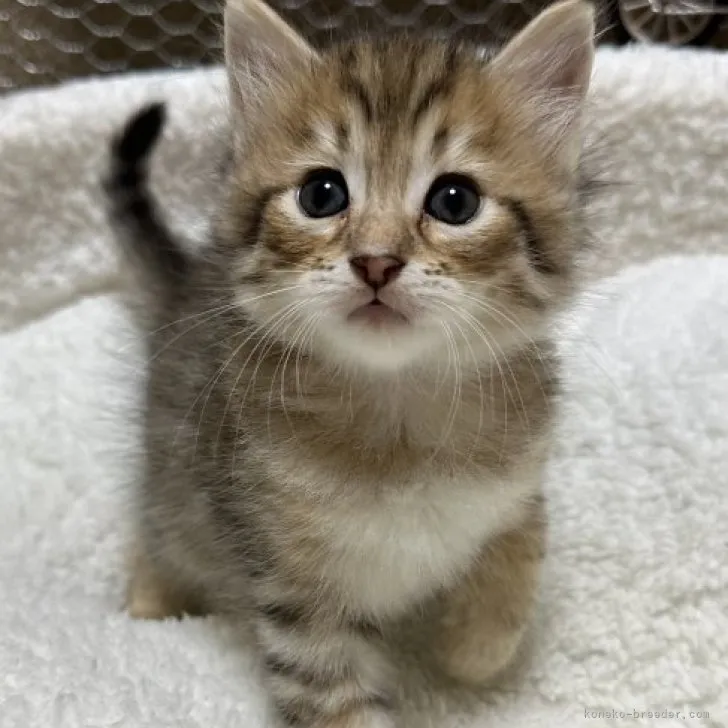 ID：2307-02314の子猫