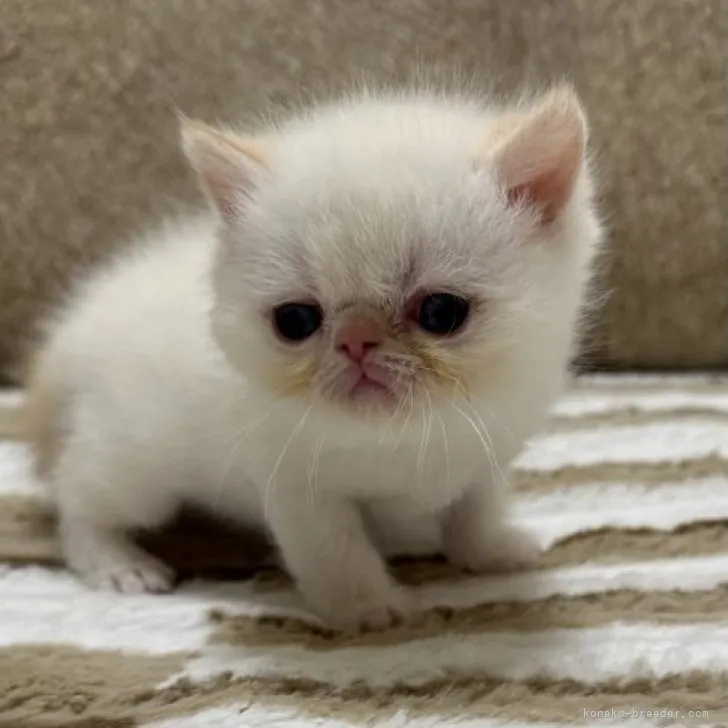 ID：2304-00847の子猫