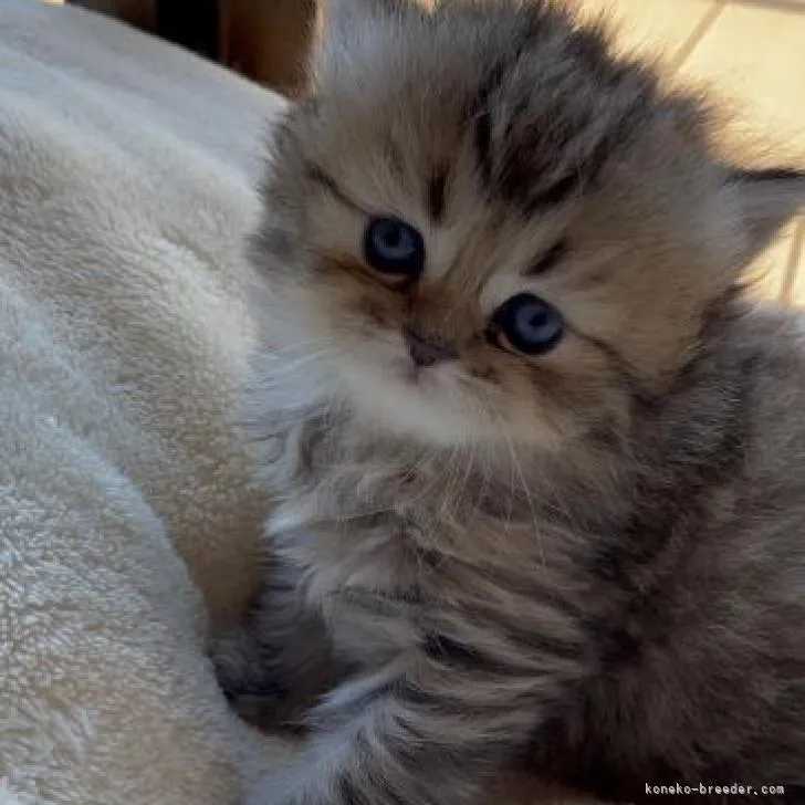 ID:2207-00145の子猫