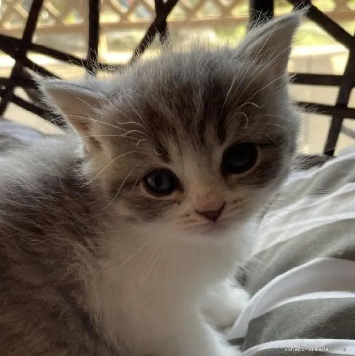 ID：2209-00733の子猫