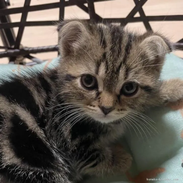 まる 様のお迎えした子猫