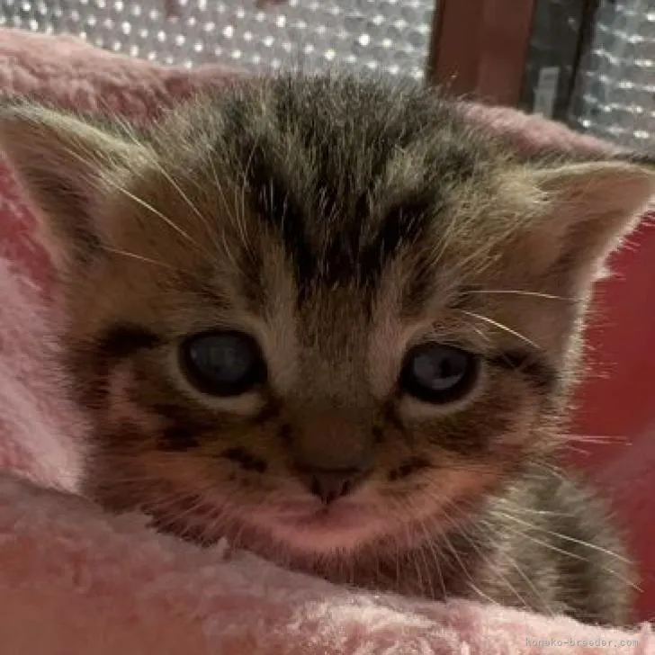 ID:2211-01537の子猫