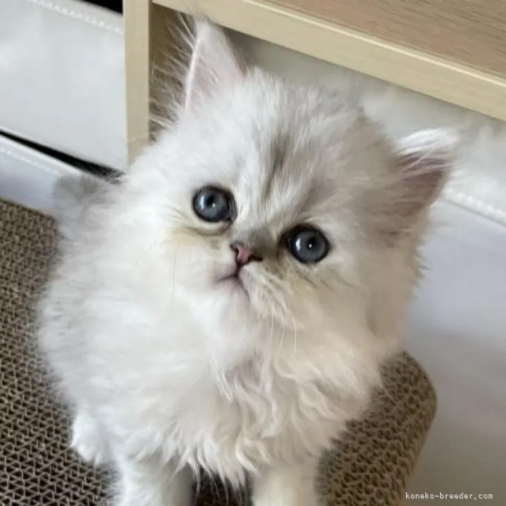 ID:2207-02677の子猫