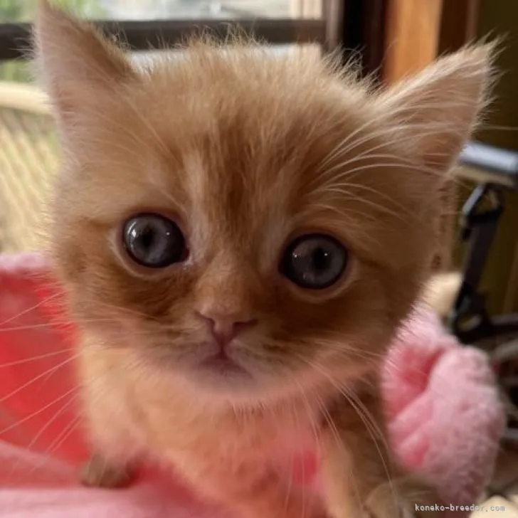 ID：2209-00551の子猫