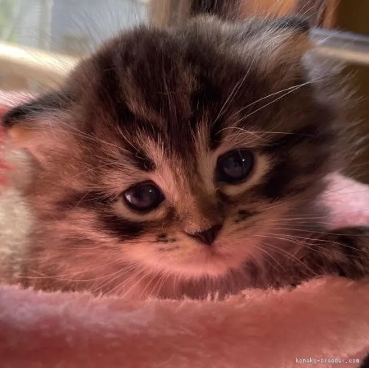 ID:2209-00167の子猫