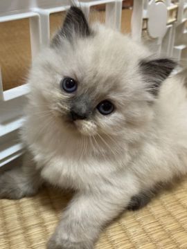 ヒマラヤン【奈良県・女の子・2021年3月6日・シールポイント（長毛）】の写真「とっても美人なヒマラヤンbaby❣️」