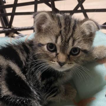 スコティッシュフォールド(折れ耳)【奈良県・男の子・2022年6月9日・ブラウンマーブルタビー（短毛）】の写真「めちゃくちゃ可愛いハイブリッドbaby💕」