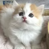 ミヌエット(短足)【奈良県・男の子・2024年8月15日・レッド&ホワイト】の写真1「かなり可愛い🩷」