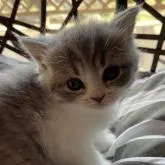 ブリティッシュショートヘア【奈良県・女の子・2022年8月5日・ブルータビー&ホワイト】の写真1「めちゃくちゃべっぴんさん🥰」