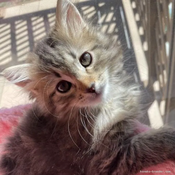 ID:2209-01051の子猫