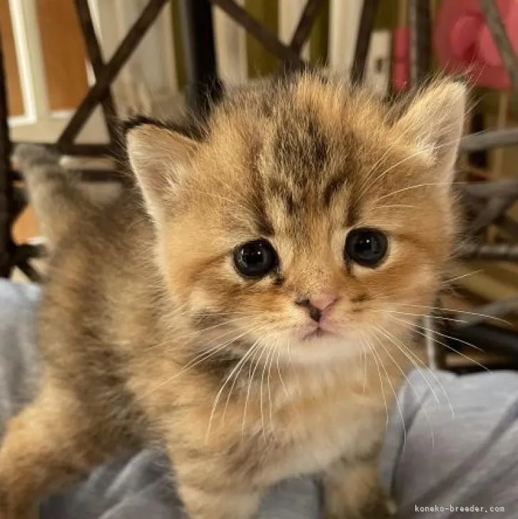 ID：2207-01570の子猫