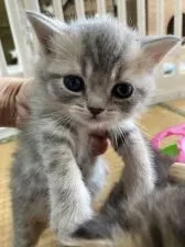 ブリティッシュショートヘア【奈良県・女の子・2021年1月15日・ブルータビー】の写真2「お目々クリクリ❤️」