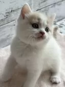 スコティッシュフォールド(立ち耳)【奈良県・男の子・2025年3月3日・クリーム&ホワイト】の写真15