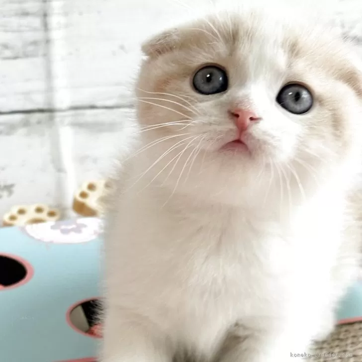 ID：2507-00825の子猫