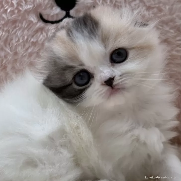 H.A 様のお迎えした子猫