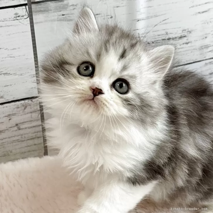 ID:2505-03235の子猫