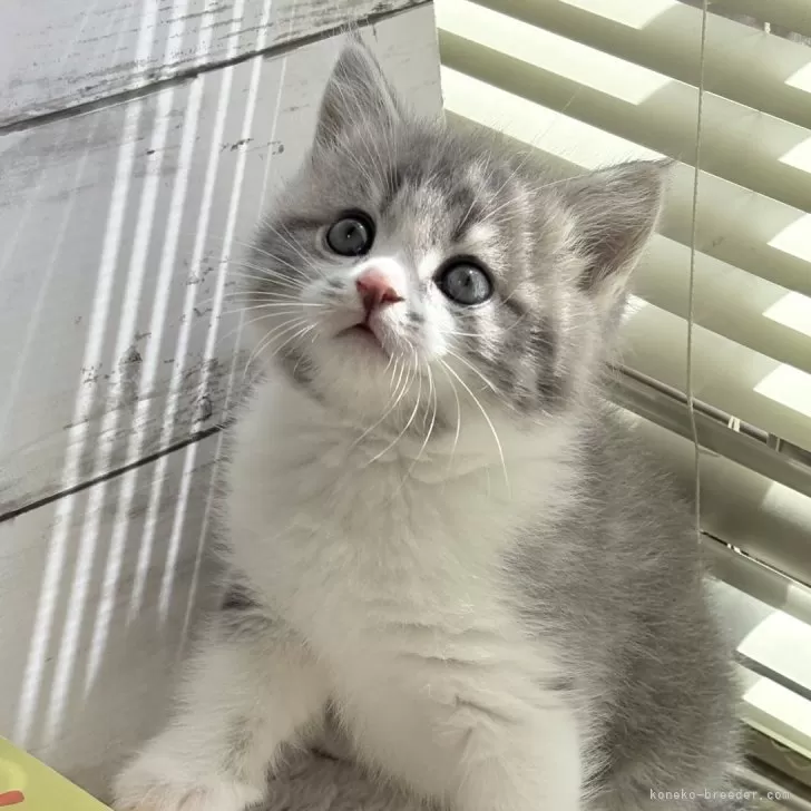 ID：2504-00113の子猫