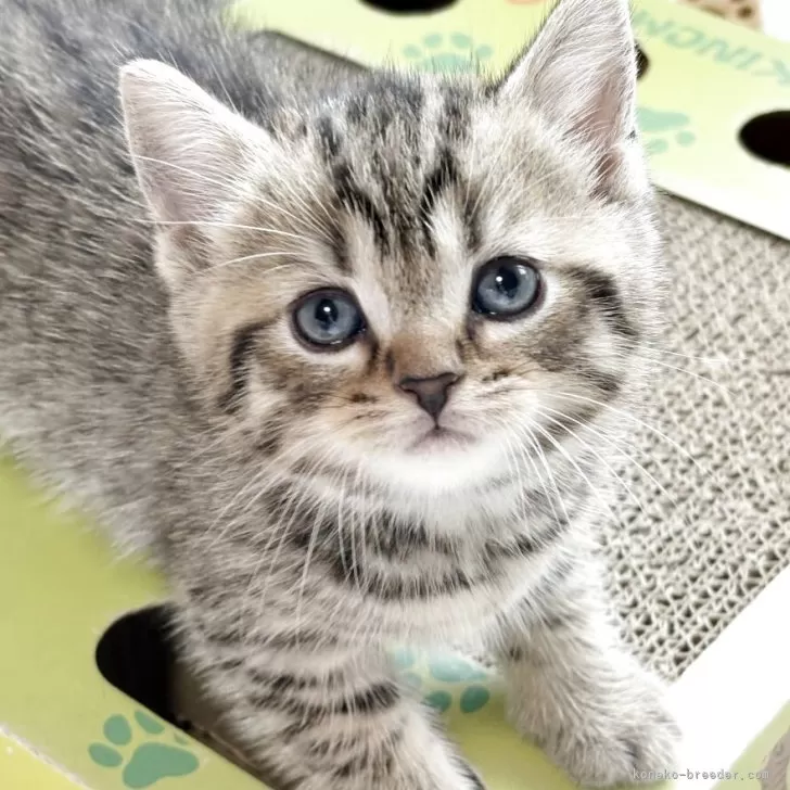 ID：2508-02747の子猫