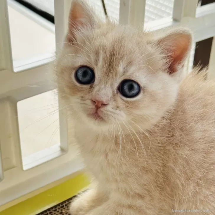 ID：2412-01907の子猫