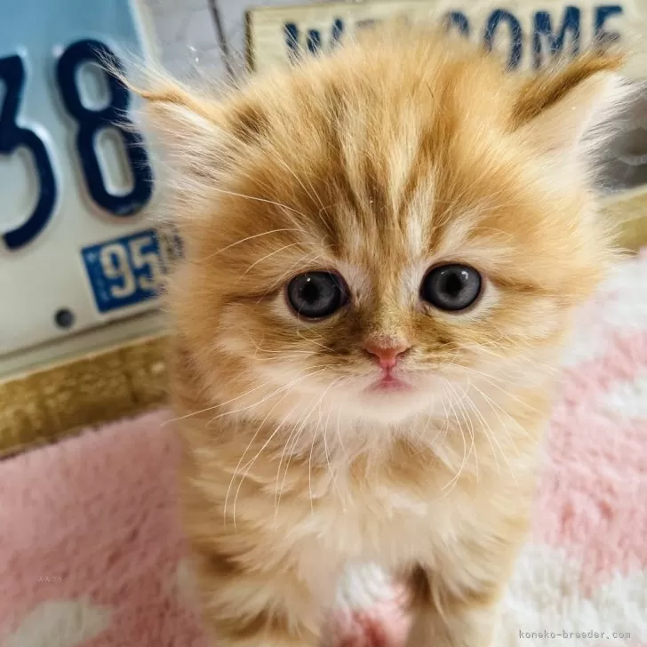 ぽむ 様のお迎えした子猫