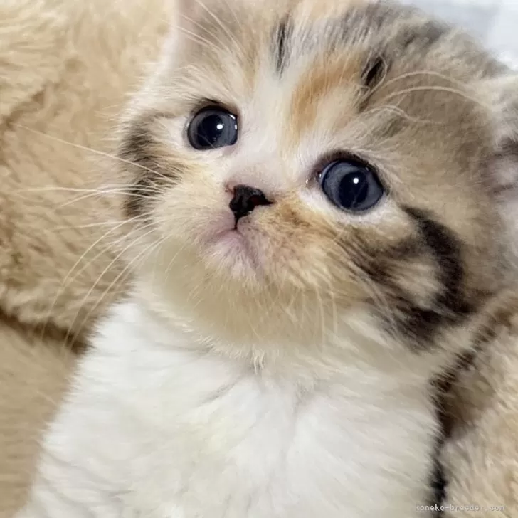 エキゾチックショートヘア【奈良県・女の子・2025年11月11日・ブラウンパッチドタビー&amp;ホワイト】の写真1「実物かなり可愛い子です☺️💕💕」