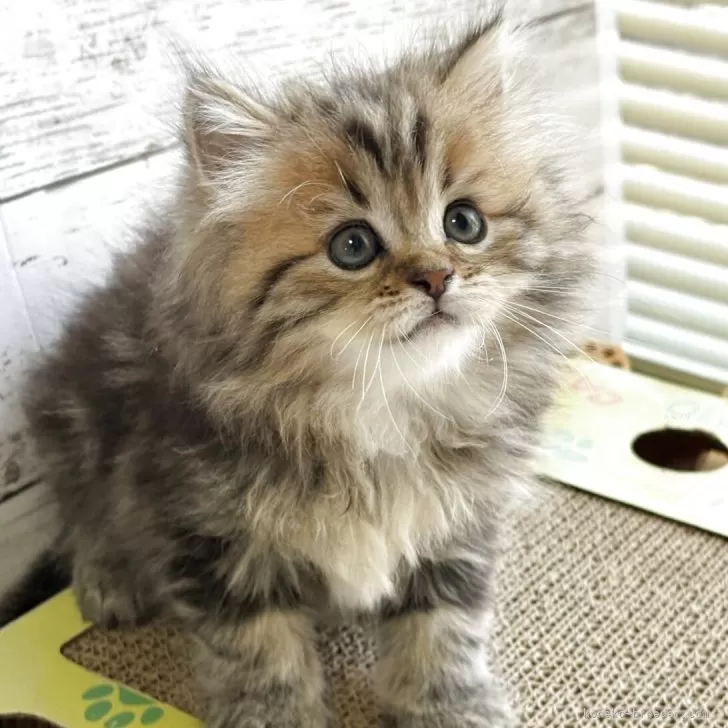 ID：2505-02644の子猫