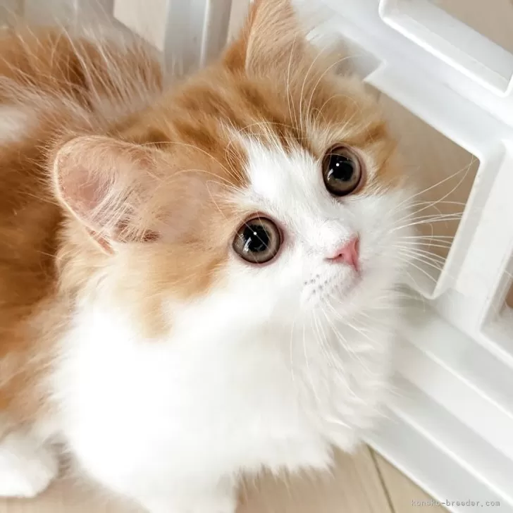 ID：2507-00732の子猫