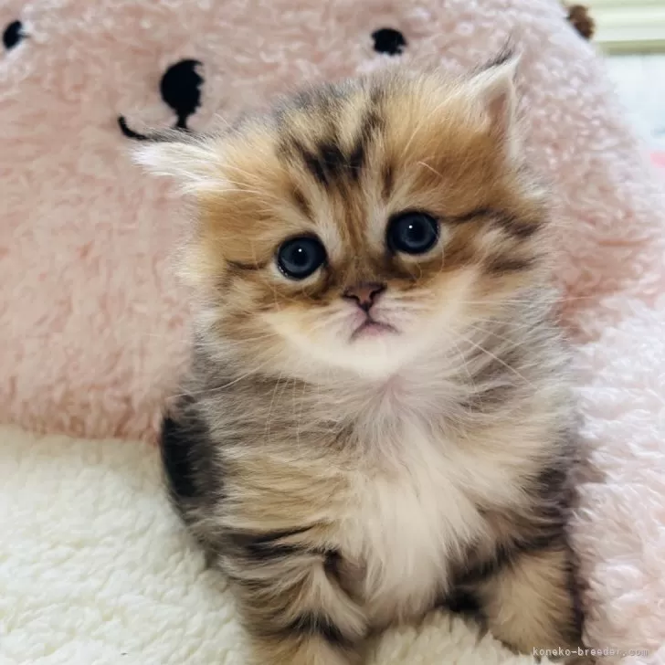 こ 様のお迎えした子猫