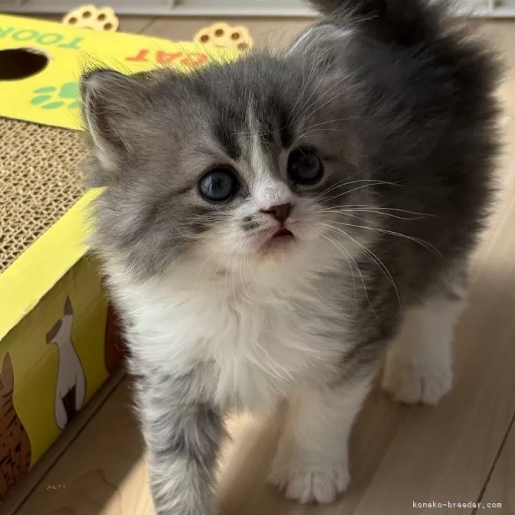 Y.M 様のお迎えした子猫