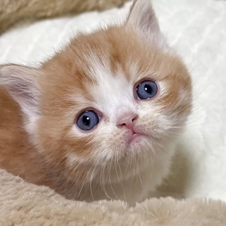 エキゾチックショートヘア【奈良県・男の子・2025年11月11日・レッドタビー&amp;ホワイト】の写真1「またまた真ん丸君🤣🤣💕💕」