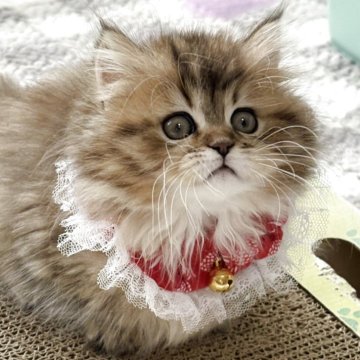 ミヌエット(短足)【奈良県・女の子・2025年9月28日・ブラウンタビー（長毛）】の写真「いつでもお迎えOK💕美猫に成長中✨✨」