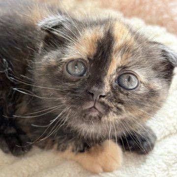 スコティッシュフォールド(折れ耳)【奈良県・女の子・2025年11月15日・トーティー（短毛）】の写真「かなり個性的な美猫さん✨✨」