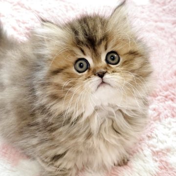 ミヌエット(短足)【奈良県・女の子・2025年9月28日・ブラウンタビー（長毛）】の写真「新しい動画ぜひ見てやってください✨✨」