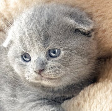 スコティッシュフォールド(折れ耳)【奈良県・男の子・2025年10月27日・ブルー（短毛）】の写真「ブリティッシュみたいな真ん丸でキュート🩷」