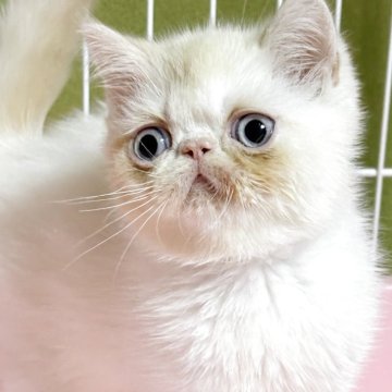 エキゾチックショートヘア【奈良県・男の子・2025年4月27日・クリームポイント（短毛）】の写真「いつでもお迎え可能❣️愛嬌抜群で可愛い子です🩷」