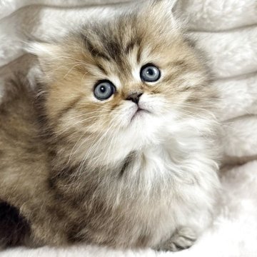 ミヌエット(短足)【奈良県・女の子・2025年9月28日・ブラウンタビー（長毛）】の写真「かなり可愛い🩷かなり甘えたさん🩷」