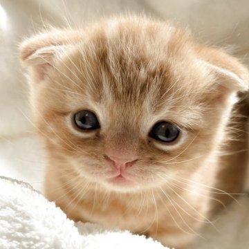 スコティッシュフォールド(折れ耳)【奈良県・男の子・2025年10月27日・レッドクラシックタビー（短毛）】の写真「丸くてキャワユイ子🩷🩷🩷」