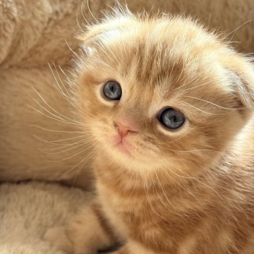 スコティッシュフォールド(折れ耳)【奈良県・男の子・2025年10月27日・レッドクラシックタビー（短毛）】の写真「丸くてキャワユイ子🩷🩷🩷」