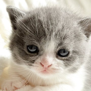 スコティッシュフォールド(立ち耳)【奈良県・男の子・2025年10月27日・ブルー&ホワイト（短毛）】の写真「真ん丸で綺麗なハチワレ君✨✨」